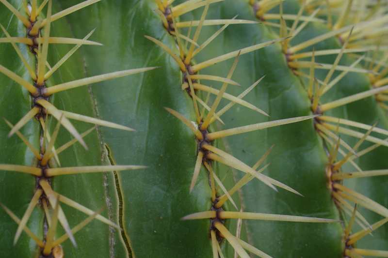 bioenergi lokal solusi permanen krisis bbm atau ilusi elit