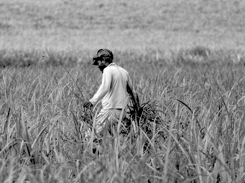 el nino pangan janji manis kegelisahan rakyat