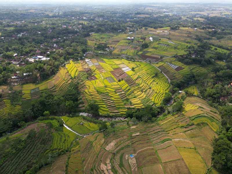 jawa mendidih el nino membara rakyat merana