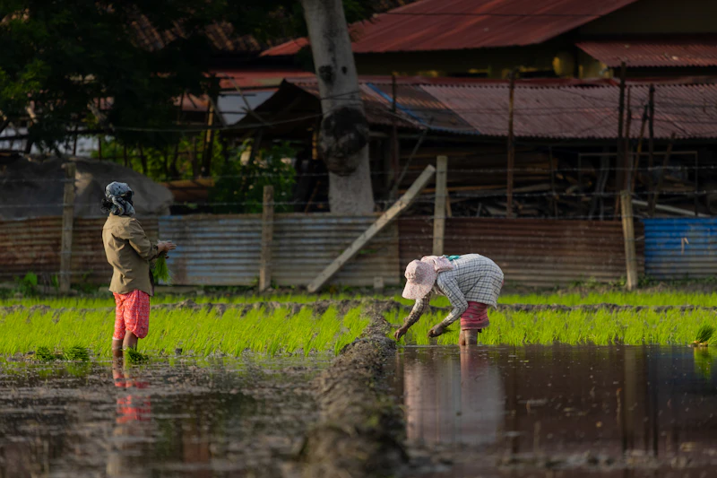 wajah haru aceh tamiang antara janji dan rekam jejak elit