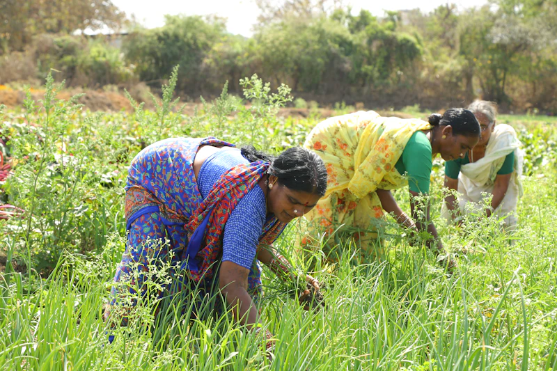 30000 manajer kopdes merah putih peluang bumn