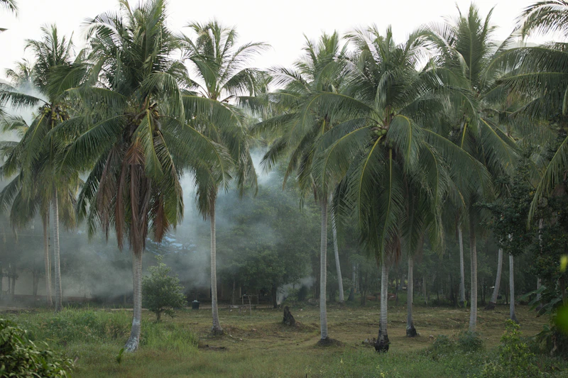 b50 prabowo solusi energi atau manuver elit sawit sisi wacana