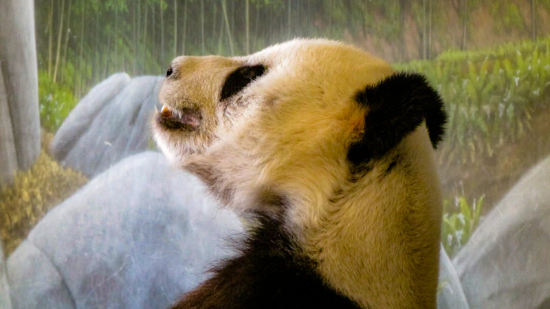 diplomasi panda xi trump analisis geopolitik
