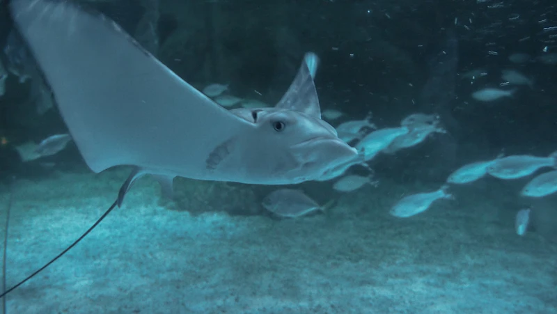 invasi diam diam ahli unair beberkan ancaman ikan sapu sapu jakarta