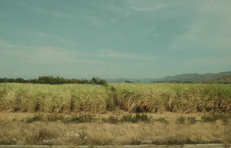 janji manis 2027 mentan amran yakin swasembada gula