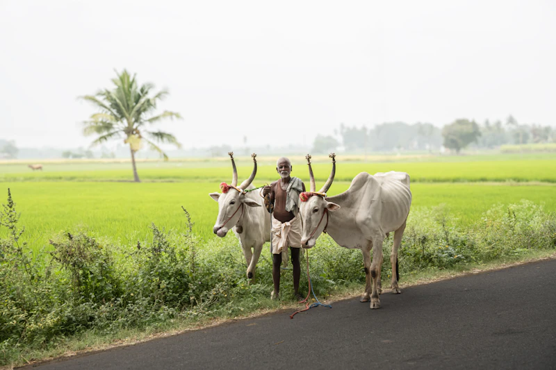 nestapa peternak lokal ri terjebak jurang impor susu 80 persen
