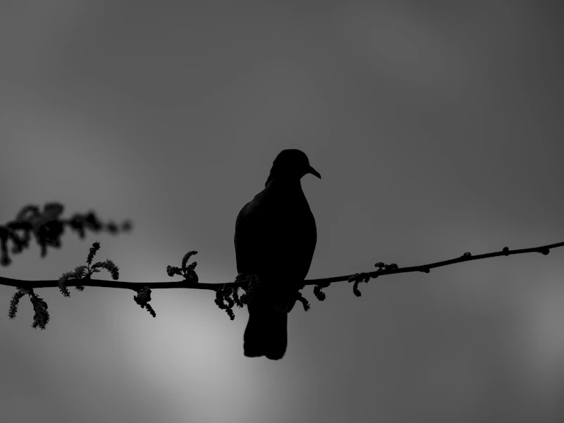 paus leo serukan dunia hentikan perang misa paskah perdana