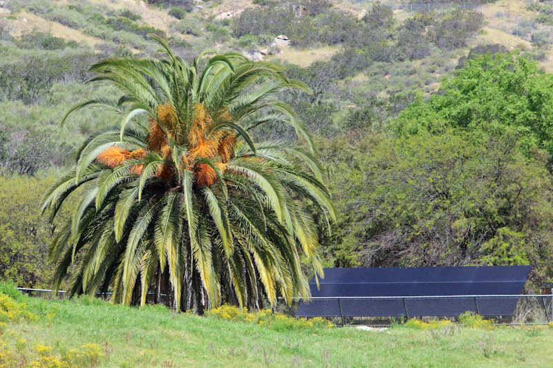 revolusi hijau pnre sulap limbah sawit jadi biometanol produksi 2027