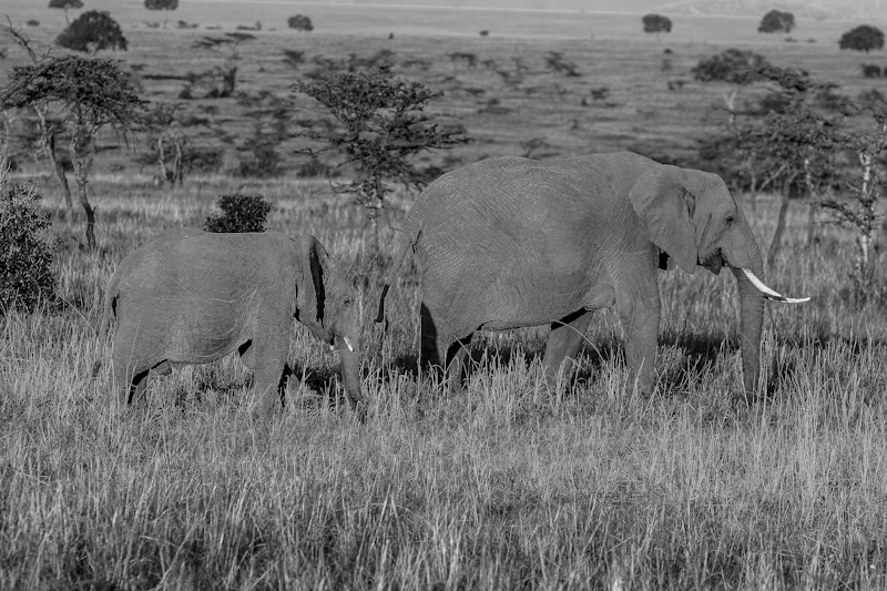 tragis gajah tak kenal miliarder refleksi kematian di alam liar
