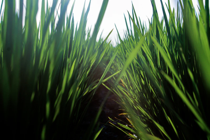 harga gabah melejit petani senang atau rakyat tercekik