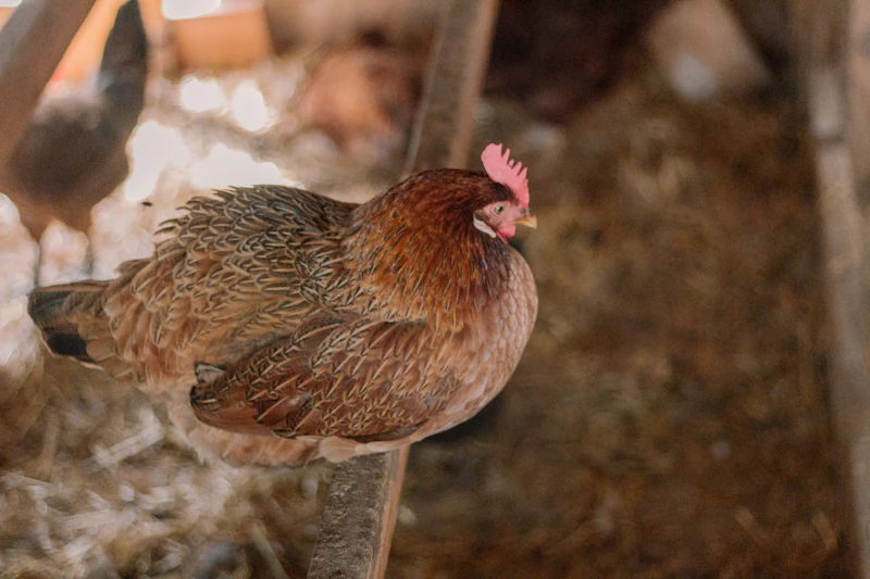 harga pakan meroket telur anjlok peternak ayam terjepit kronis analisis siswa