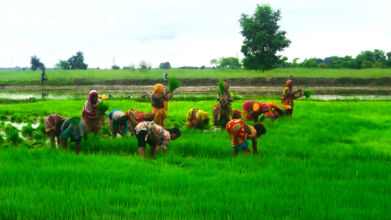 harga tbs sawit harapan petani di balik rakor wamentan