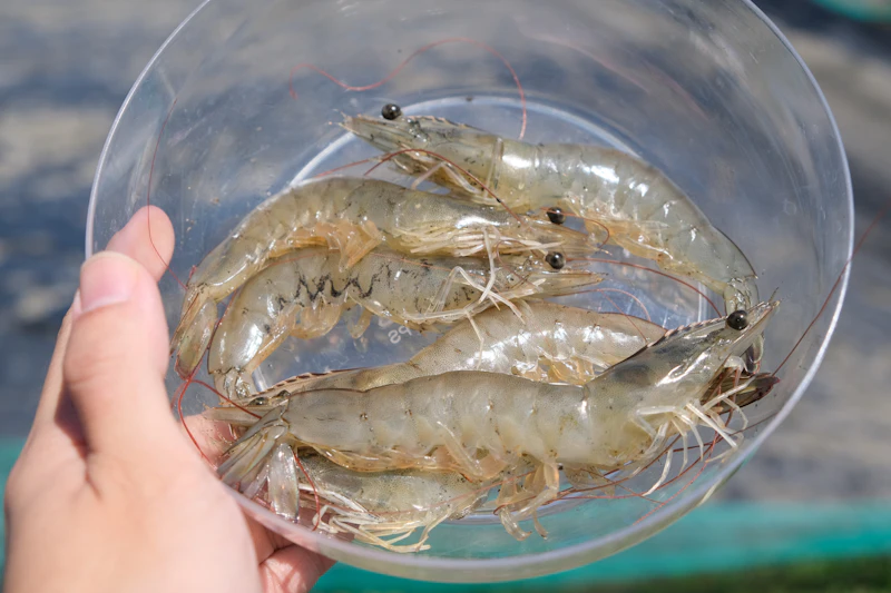 prabowo kebumen panen udang kebocoran anggaran narasi