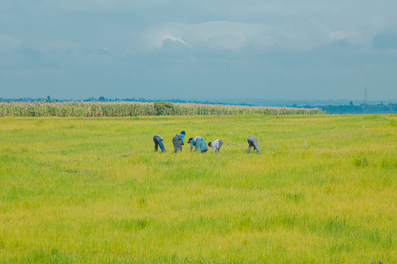 pupuk sebelum tanam klaim zulhas dan realita petani lampung