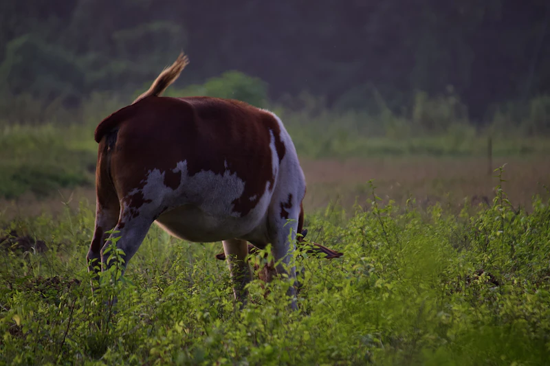 rp100 miliar apbn sapi kurban prioritas elit rakyat