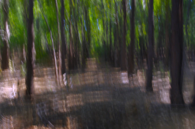 triliunan hutan penertiban atau pengalihan aset negara