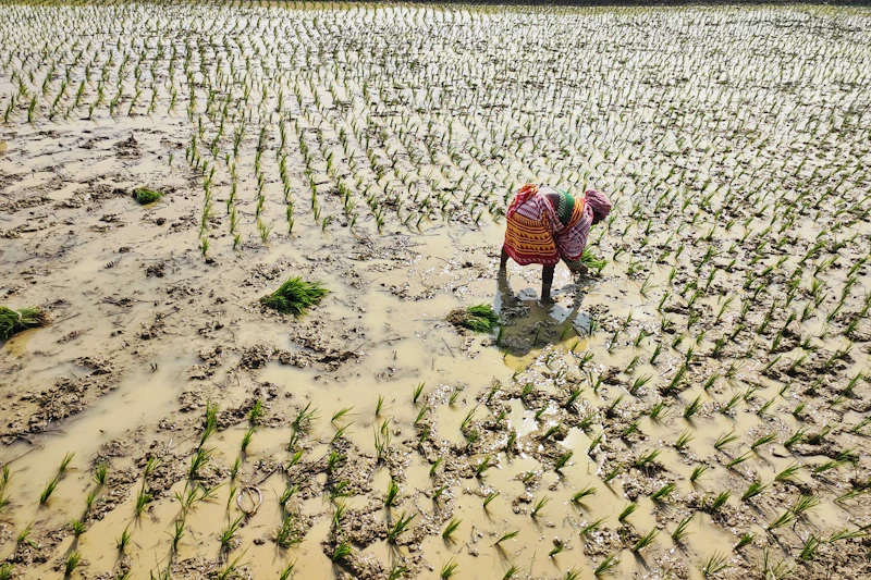 el nino godzilla rp17t disiapkan akankah rakyat tenang