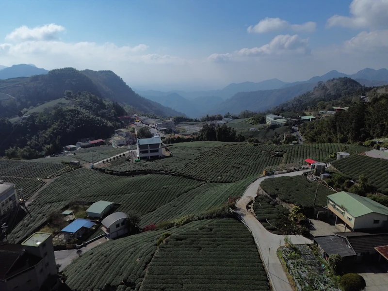kementan sulap kebun teh bawang putih untuk siapa