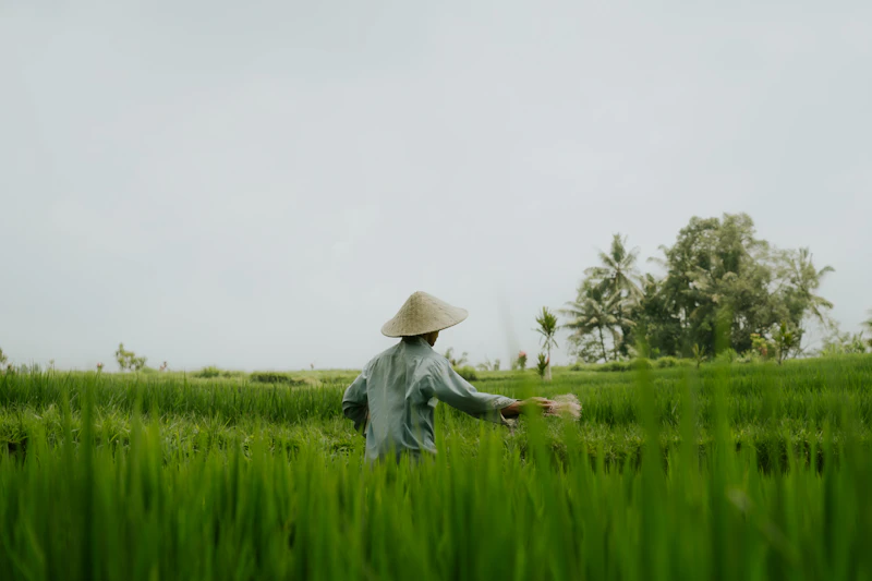 swasembada pangan nyontek vietnam kunci perhepi indonesia