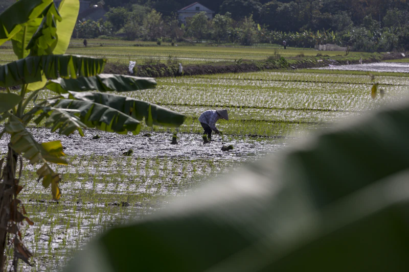 asuransi petani gagal panen klaim rp 6 juta ha analisis siswa