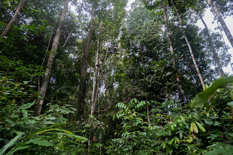 tapir disembelih rica rica mesuji lampung konservasi terancam