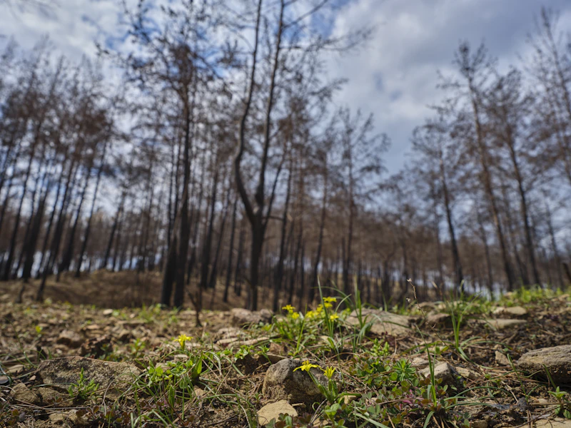 jaga paru paru dunia panduan pulihkan hutan terbakar
