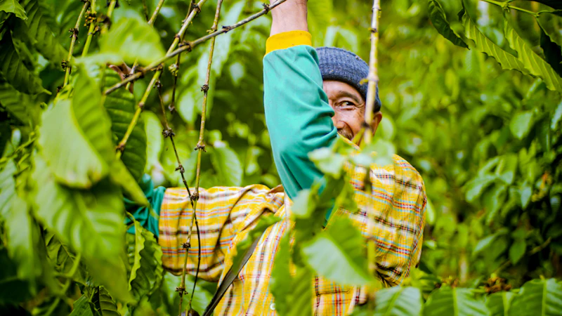 harga kakao melonjak siapa untung petani atau elit