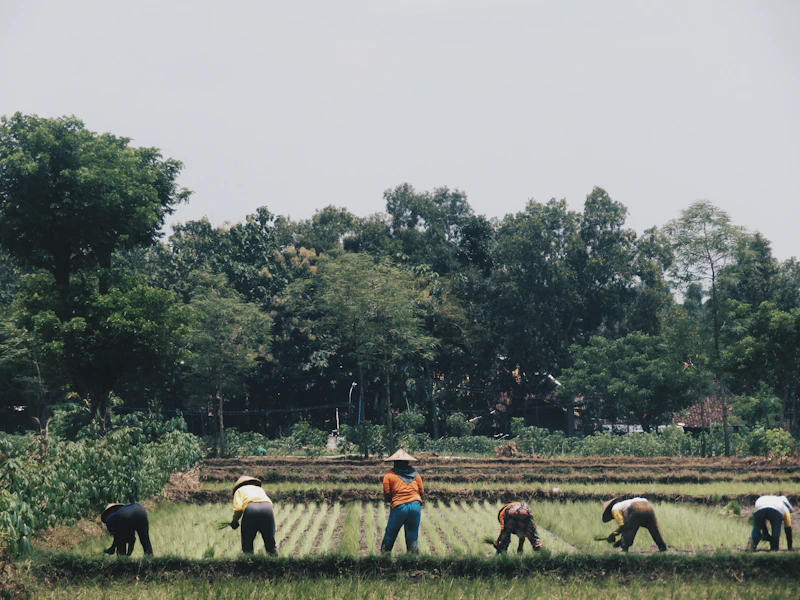 ketika marah itu penting menteri pu di tengah sawah