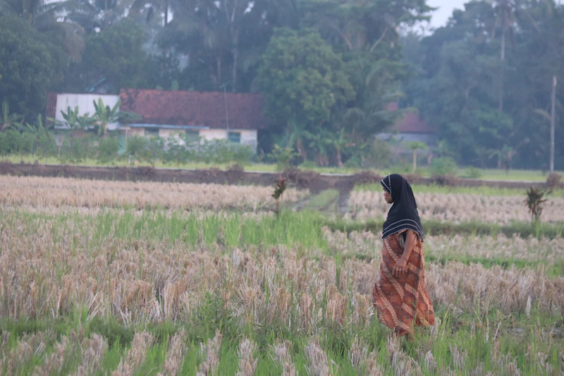 narasi kelangkaan beras diuji suara akar rumput bicara