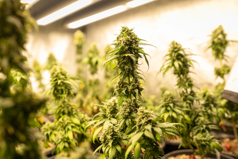 rumah jadi ladang ganja simptom krisis sosial bandung