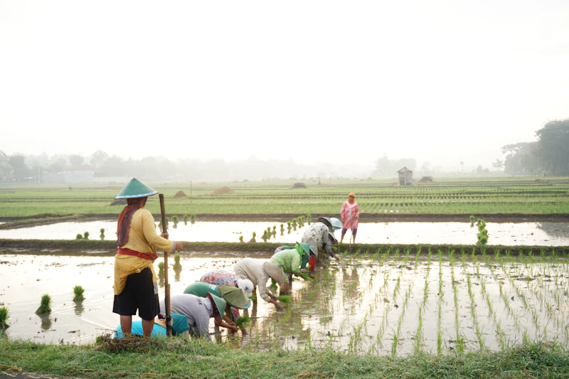 sapi rp 7 4 miliar megah pelelangan memilukan petani