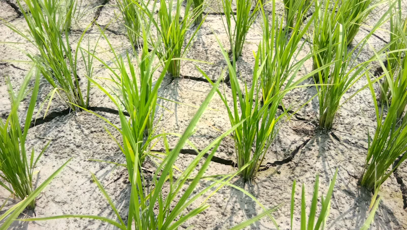 50 ribu hektare sawah puso el nino alarm pangan nasional 2026