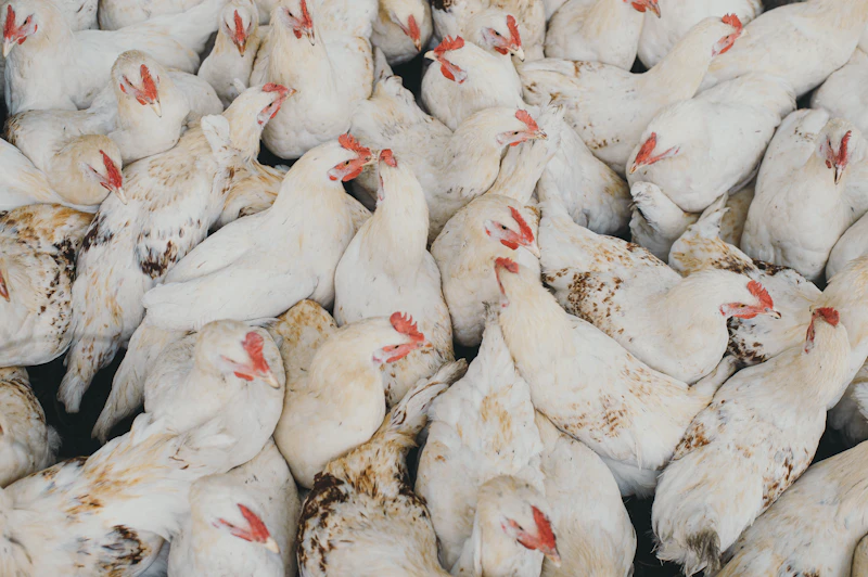 harga ayam melonjak amran curiga mafia pangan