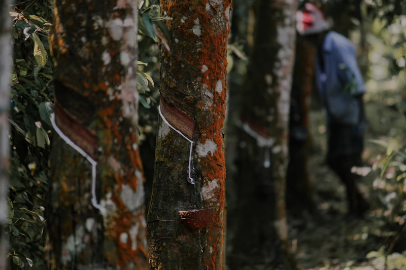 nestapa industri karet indonesia dulu jaya kini merana
